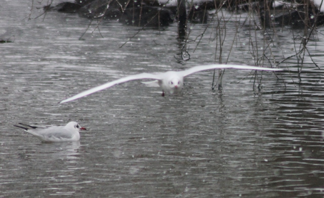 Hiver 2013 - Sous la neige